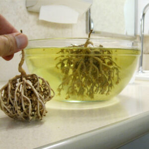 Mariyam Booti (Nabi Booti) 1 Pc From Saudi Arabia – Traditional Herbal Remedy - Image 3