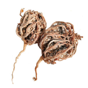 Mariyam Booti (Nabi Booti) 1 Pc From Saudi Arabia – Traditional Herbal Remedy - Image 2